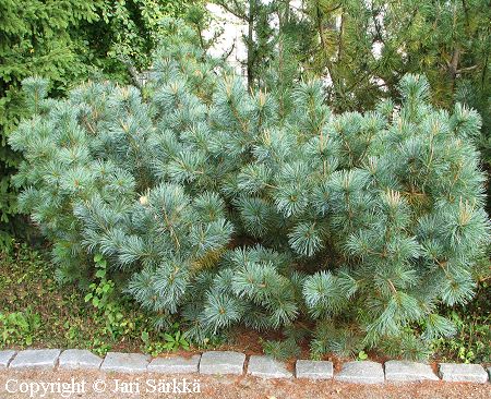 Pinus pumila 'Glauca'